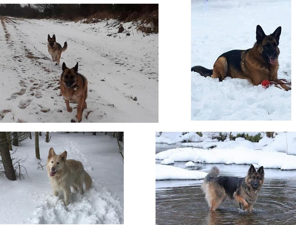 With all the snow recently, hopefully there are some good snow photos - please send them in Here are some of the SC dogs