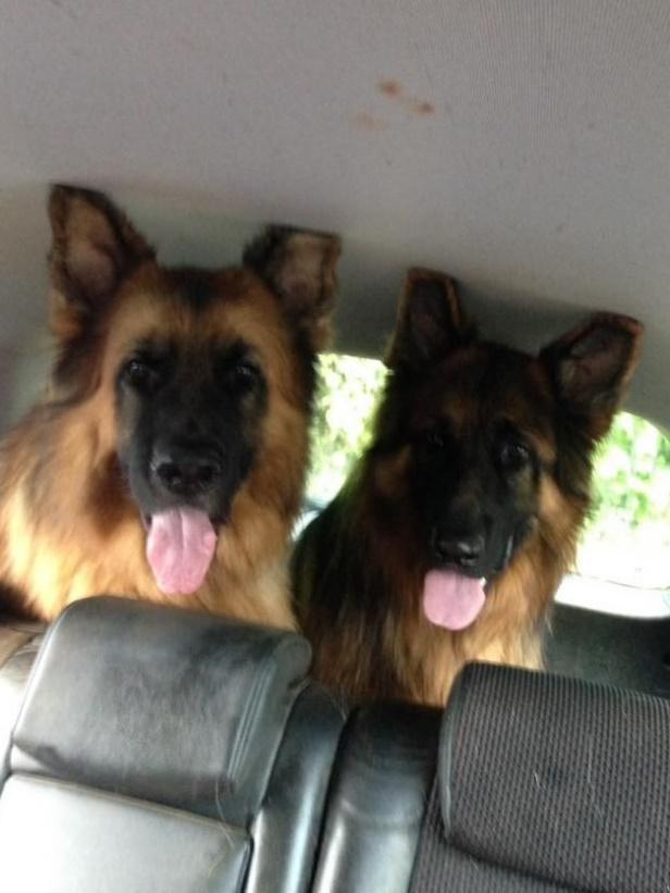 Would you get into this car? Buddies Rocky and Max will check you out! Dog beds We often get asked for advice on what dog bed to buy so we have included some tips to help you, see page 8.