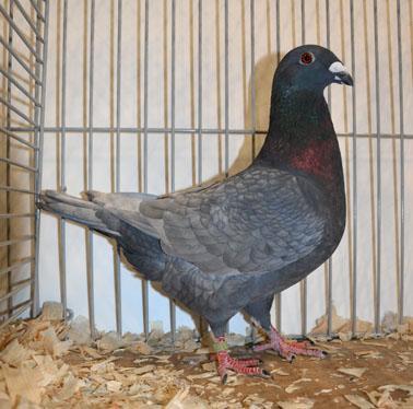 Every year, the club organises a breeder's day on which the pigeons are assessed and discussed by a judge and / or the 'breed coach' of the breed in question, together with the breeders.