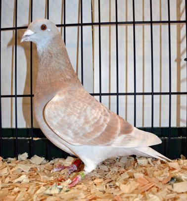 It is immediately recognizable by its powerful racing pigeon type, medium high stance and slightly erect