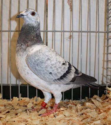 A colour racing pigeon with excellent type and stance but with a lesser colour, can never reach more than 96 points; this in contrast with the