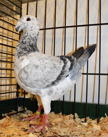 The German Beauty Homer Type and position (60% of the assessment) are always easy to judge, provided the pigeon is used to the show pen.