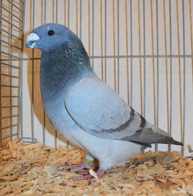 The American Show Racer The type we desire is powerful, so the breed is visibly bigger than the racing pigeon.