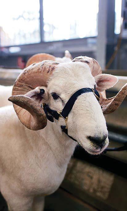 excellence in sheep breeding,