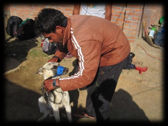 Apart from an overwhelming presence of dogs with skin problems and parasite infections, the local dogs tend to suffer from accidents due to the presence of a busy road leading to the villages.