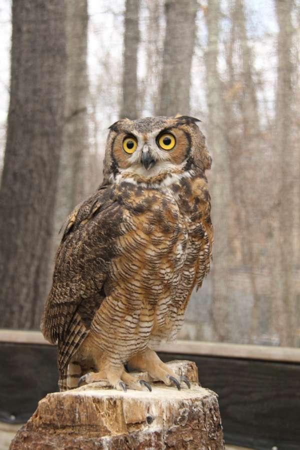 Chapin Hardy, WCV Isn't Briscoe handsome? Have you all ever heard a Great Horned Owl hoot? If not, here is a link where you can listen to all the different sounds Great Horned Owls make! http://www.