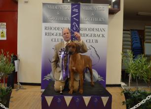 Altogether it was a pleasure to judge the club s 10 th anniversary charity open show and I hope a goodly amount of money was raised for Ridgeback
