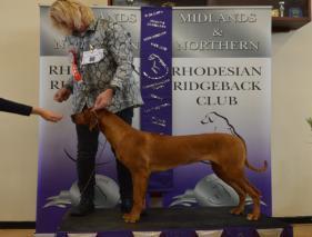 Showed reach, drive and was true both ways, and very enthusiasm in the class. However he seemed to lose his sparkle in the challenge for Best Dog and had to settle for RBD.