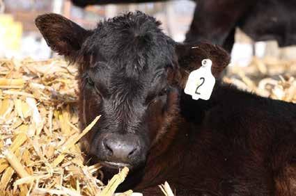 Bred Females Bred Cows or Pairs A Our loss is your gain! To maintain a tight calving season, we are offering this select group of bred females. Selling 15 head of bred heifers/cows or cow/calf pairs.