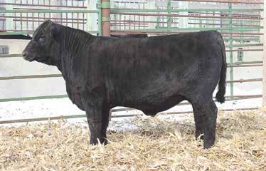 He offers added style and performance in a easy to use pedigree. 10 Dandy Acres Tour 12 DOB: 03/03/16 AAA 18738320 Tattoo: 12 Werner War Party 2417 Act. BW 85 lbs.