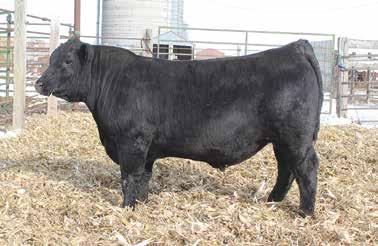 51 His dam is one of the most influential cows in our herd with sons and daughters that just plain work. 14 is no different, offering extra frame size and muscle shape with top end $ values!