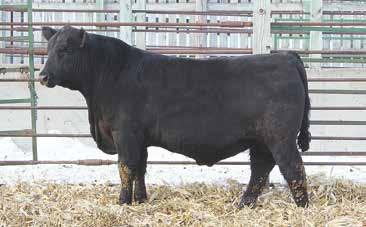Dandy Acres Tour 16 DOB: 03/06/16 AAA 18738322 Tattoo: 16 16 Werner War Party 2417 Act. BW 87 lbs. R B Tour Of Duty 177 AAA 16984170 B A Lady 6807 305 Adj. WW 696 lbs. Connealy Premium Product Adj.
