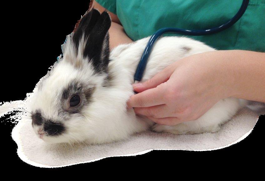When caring for an ill rabbit, it s important for veterinarians to consult with exotic specialists with experience treating rabbits.
