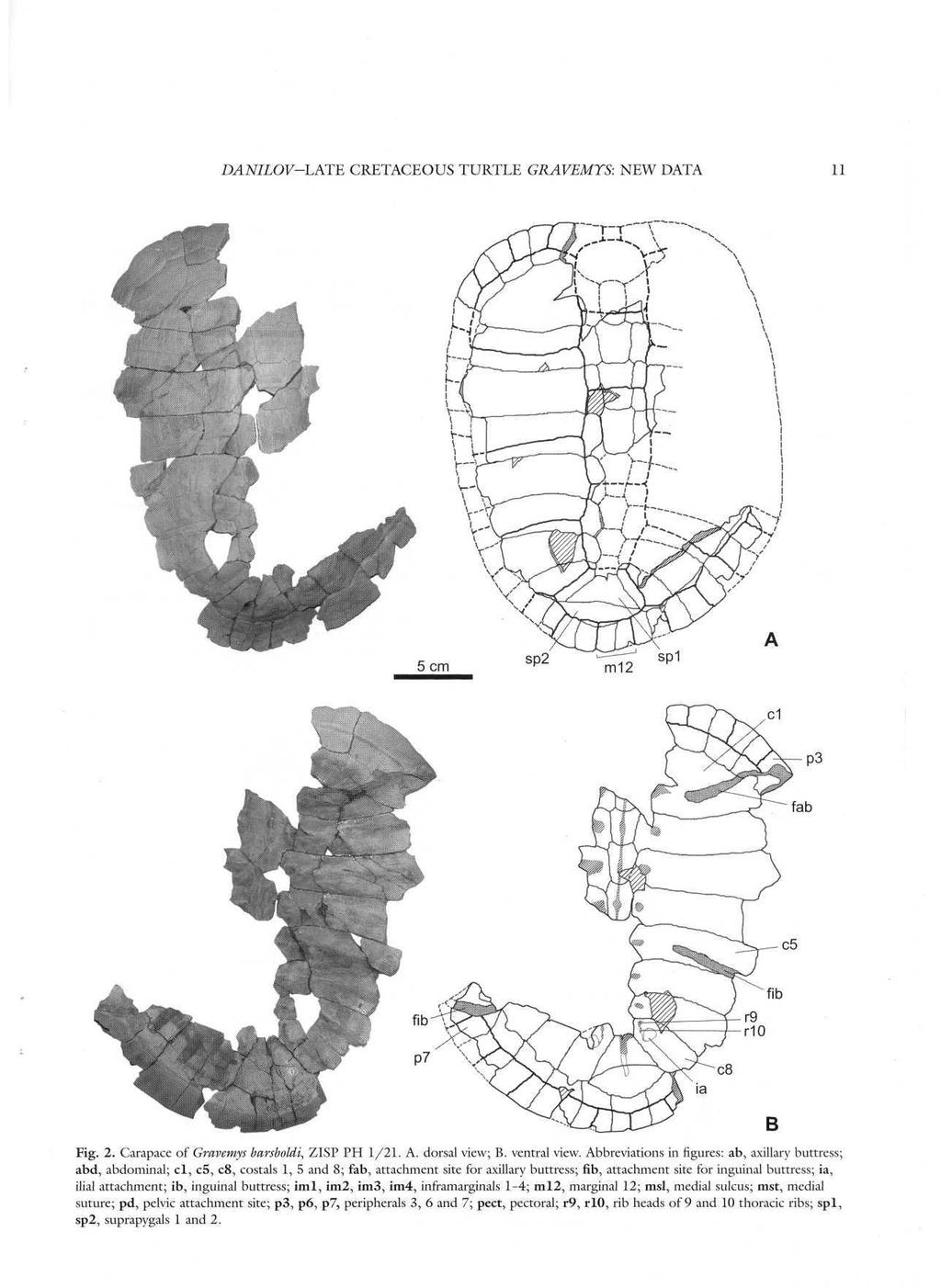 DANILOVLATE CRETACEOUS TURTLE GRAVEMYS: NEW DATA 11 Fig. 2. Carapace of Gravemys bavsboldi, ZISP PH 1/21. A. dorsal view; B. ventral view.