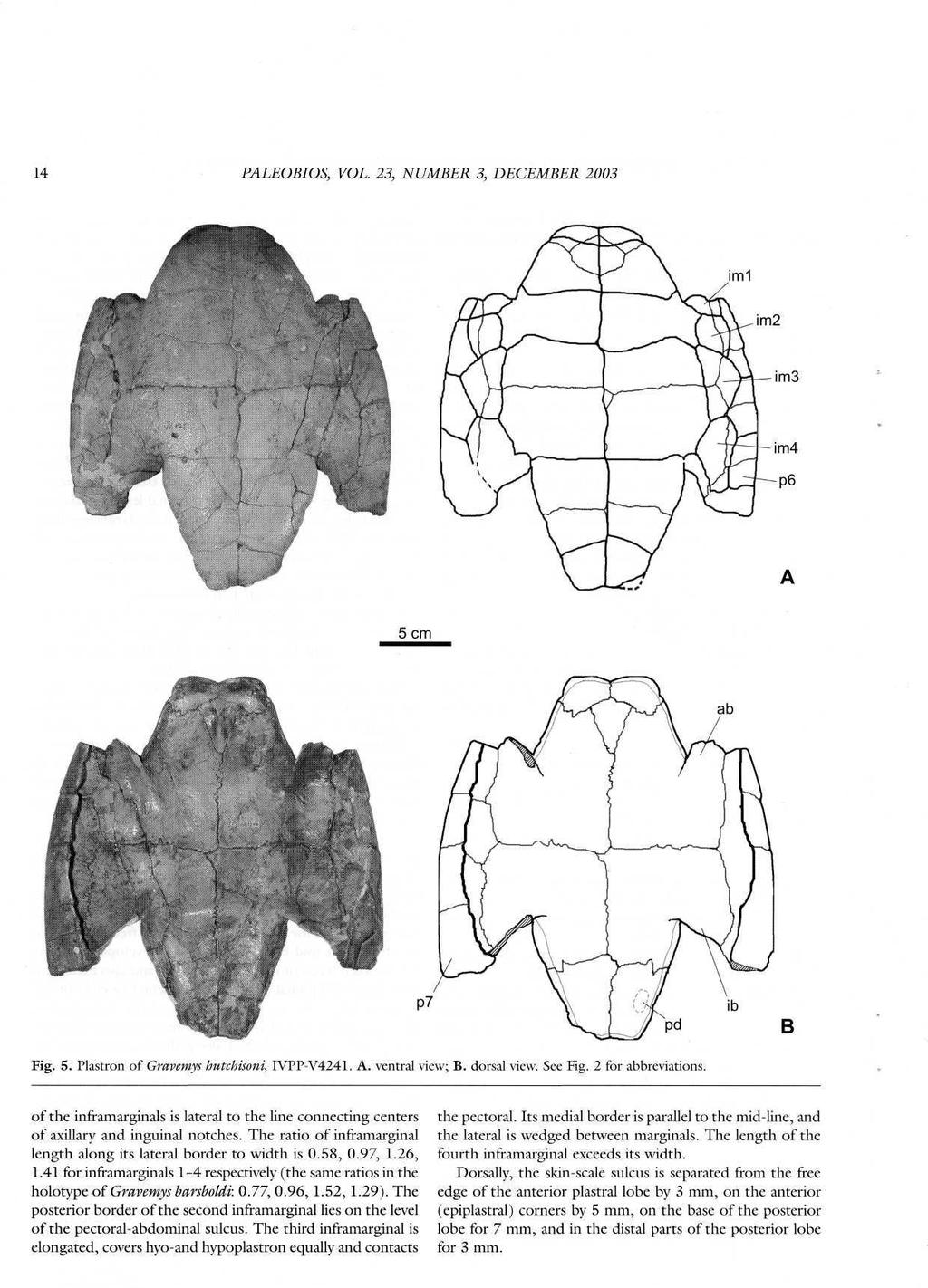 14 PALEOBIOS, VOL. 23, NUMBER 3, DECEMBER 2003 im2 штш jm3 5 cm ab ill w Fig. 5. Plastron of Gravemys hutchisoni, IVPPV4241. A. ventral view; B. dorsal view. See Fig. 2 for abbreviations.