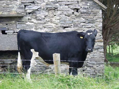 The risk of a positive test for bovine tuberculosis in cattle purchased from herds with and without a recent history of bovine tuberculosis in Ireland Wolfe, D.M., Berke, O., More, S.J. 2, Kelton, D.