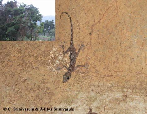 An Indian Golden Gecko in its natural habitat at Perantalapally, Khammam District, Andhra Pradesh (inset showing an egg clutch from the site) Wet and dry areas: Over a one year period, we monitored
