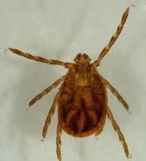 SFTS Epidemiology and Prevention Transmission: By bite of infected tick (Haemaphysalis longicornis, H.