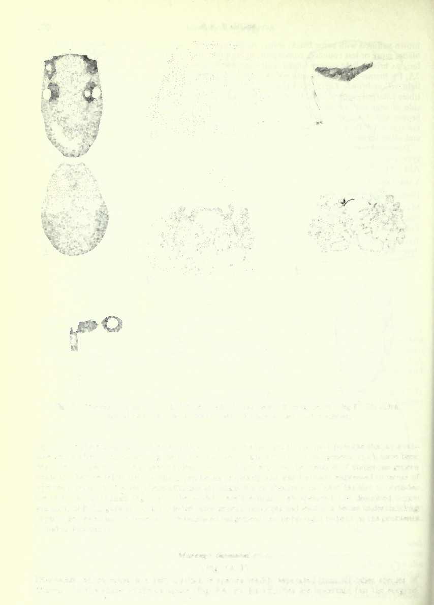 270 F. R. WANLESS B Fig. 7 Marengo porosa sp. n., holotype? (A) dorsal view; (B) epigyne; (C) leg I; (D) vulva, ventral view; (E) vulva, dorsal view; (F) lateral view; (G) sternum.