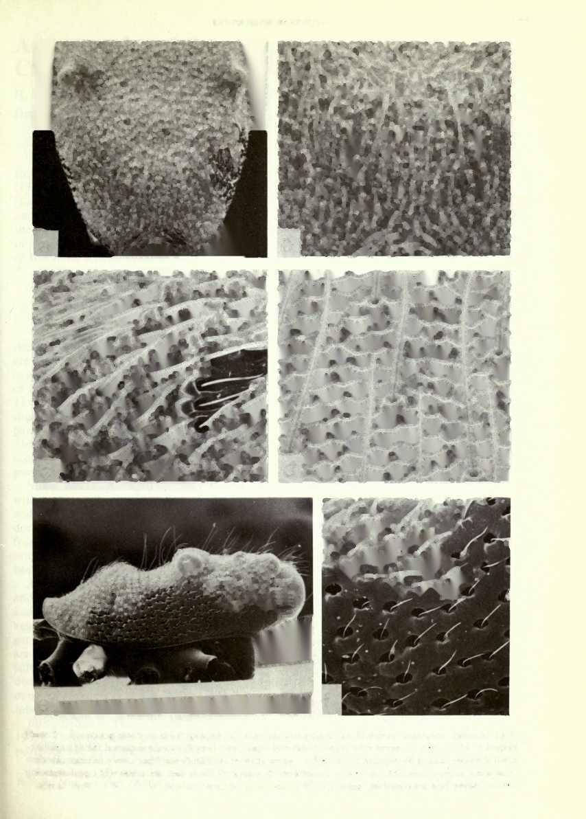 REVISION OF MARENGO 111 Plate 2 Scanning electron micrographs of cuticular sculpture,
