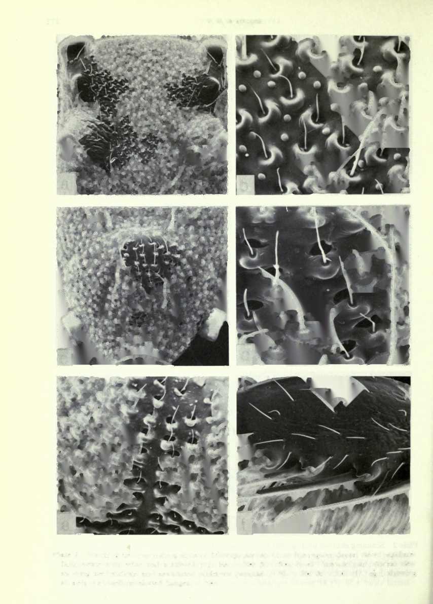 Plate 3 Scanning electron micrographs of Marengo porosa.