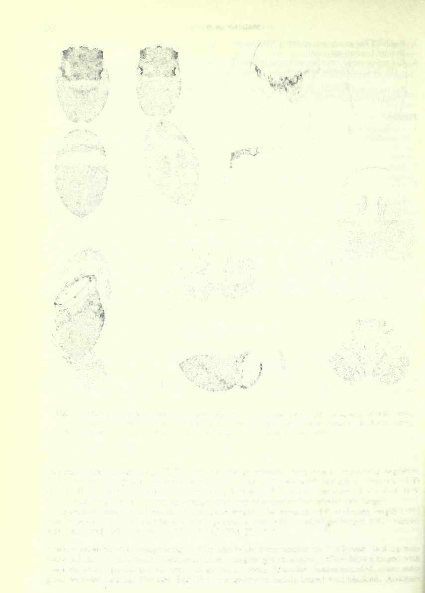 262 F. R. WANLESS Fig. 1 Marengo coriacea Simon, 3 from Kenya (A) dorsal view; (D) carapace, lateral view. Lectotype c? (C) leg I; (F) palp, ventral view; (I) palp, lateral view.