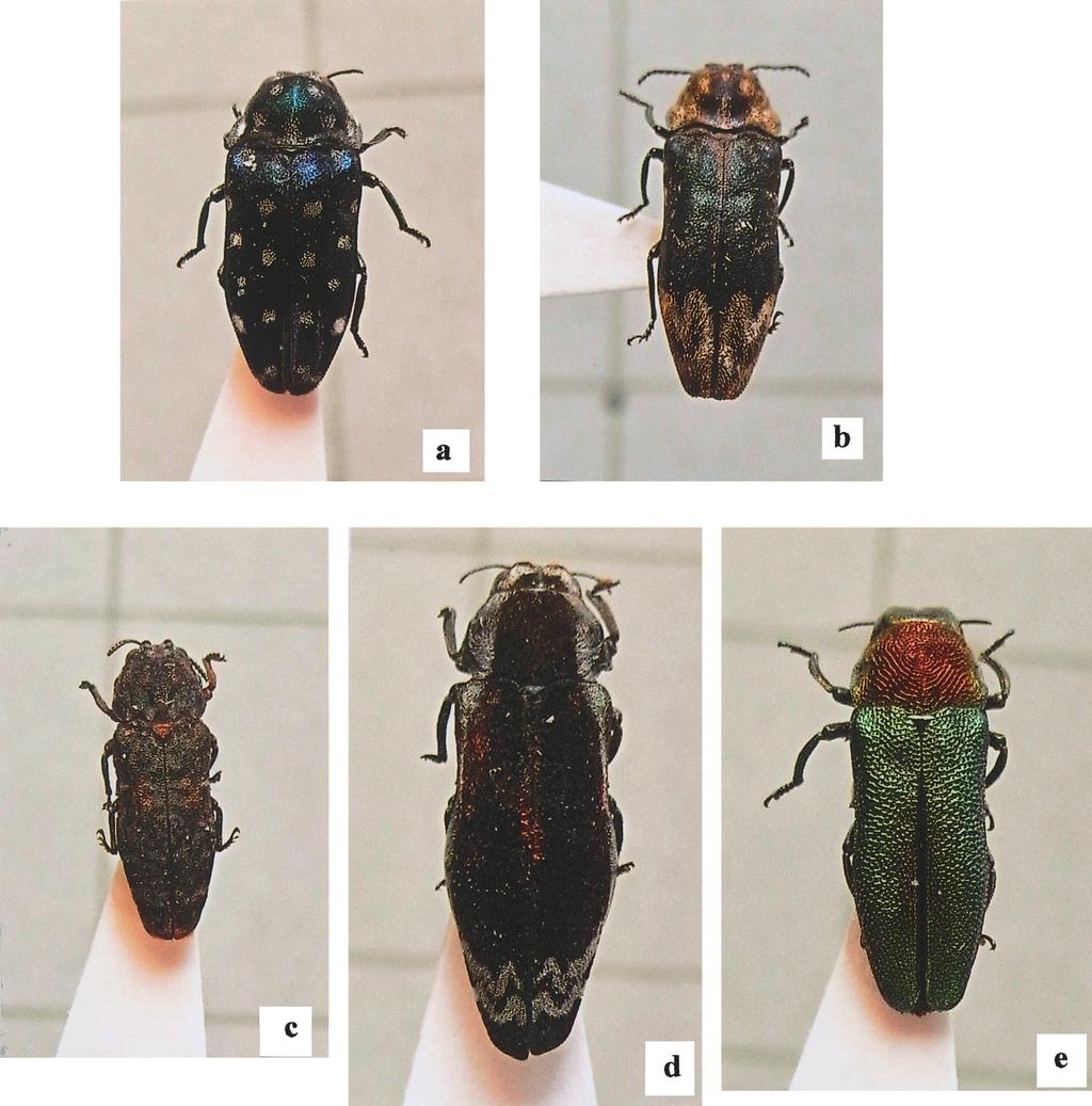 Notes on Buprestid Beetles from Thailand, Part 7 219 Fig. 1. Habitus. ῌῌ a, Coraebus yajimai sp. nov.; b, Coraebus nakajimai sp. nov.; c, Toxoscelus huahinensis sp. nov.; d, Toxoscelus velutiviolaceus sp.