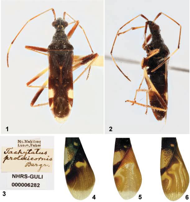 Acta Entomologica Musei Nationalis Pragae, 54(1), 2014 101 Figs 1 6. 1 3 Tachytatus prolixicornis Bergroth, 1918, lectotype, female. 1 dorsal view, 2 lateral view, 3 labels.