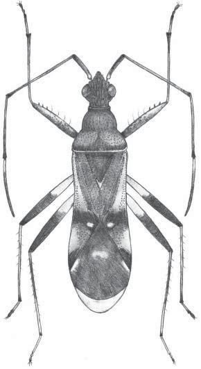 Acta Entomologica Musei Nationalis Pragae, 54(1), 2014 105 Fig. 9. Tachytatus celebensis sp. nov., paratype, female (Orig. K. Varga). Colouration. Body blackish brown (Fig. 9).