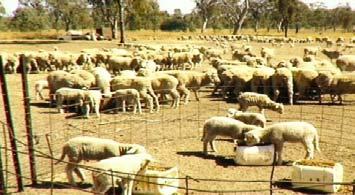 Feed higher rates to the ewes
