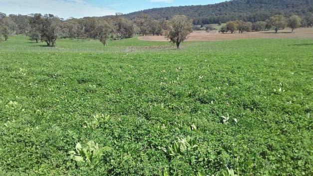 Reliable finishing requires better feed Higher quality pastures Specialist pastures Lucerne