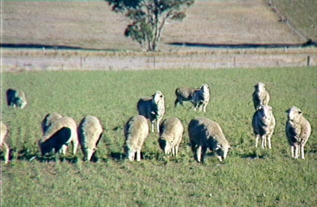 Early Weaning (onto crop) Sparse Crop (800 kg DM/ha, 6cm) Insufficient to last ewes and lambs.
