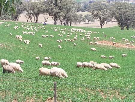 Using supplements to extend grazing times Use substitution to your advantage Allow the lambs free access to Barley.