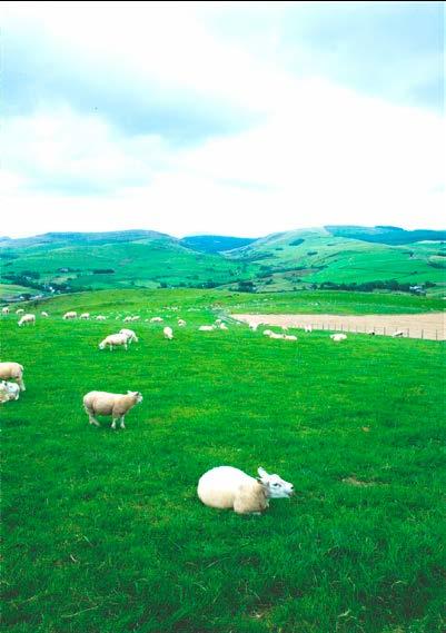 Innovis is one of the leading suppliers of sheep genetics to the UK livestock industry.