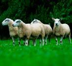 The result is a selection of both maternal and terminal sire lines that are suited to meet the individual needs and requirements of the modern sheep farmer.