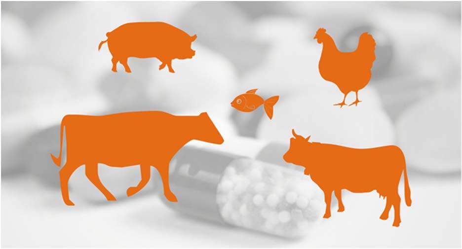 Responsible Use of Antimicrobials Antimicrobials must be used with veterinary oversight > examination, confirmed diagnosis, and appropriate treatment plan Continuous monitoring and