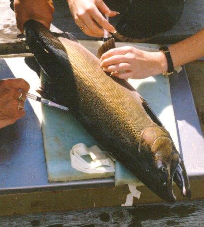 CCAC guidelines on: the use of fish A History initiated September 1996 in response to increase in use of fish as a research animal