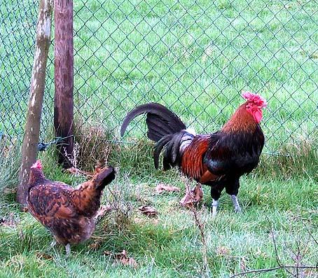 They are recognised in only one colour; the male is Black Red with fringes and tips in black on the (rather dark) red feathers.