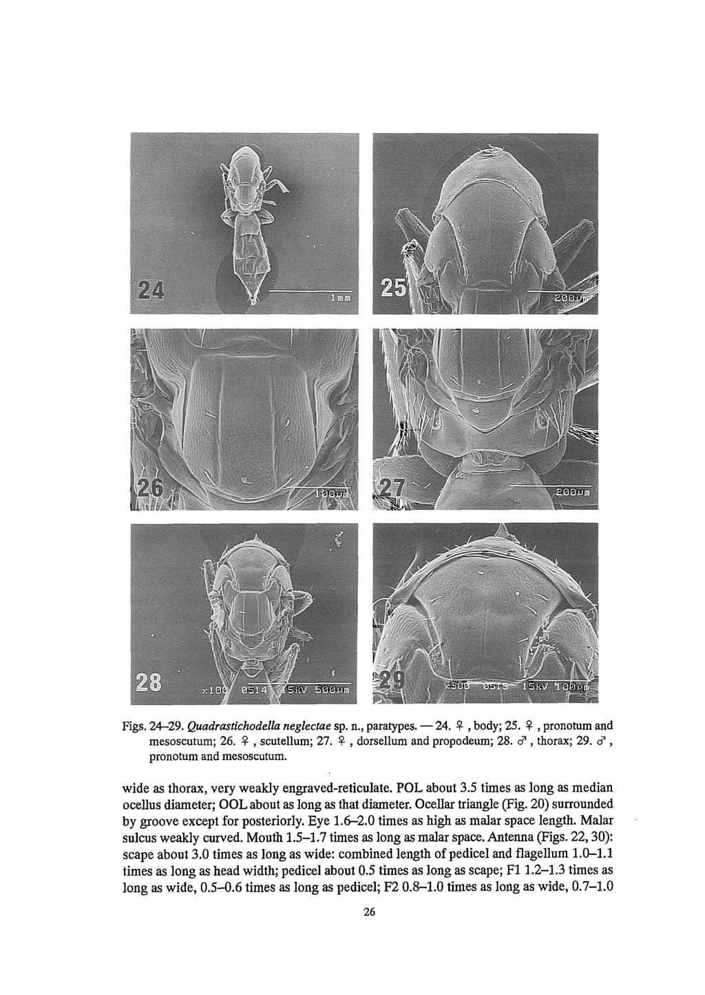 Figs. 24-29. Quadrastichodella neglectae sp. n., paratypes. - 24.!?-, body; 25.!?-,pronotum and mesoscutum; 26.!?-, scutellum; 27.!?-, dorsellum and propodeum; 28. 0', thorax; 29.