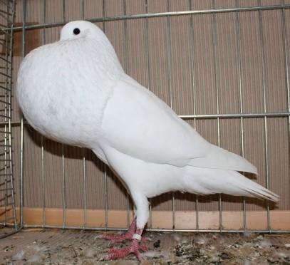 TOPIC - What genes make white Pigeons? (1) The most well known mutation is "recessive white " with Bull (black) eyes.