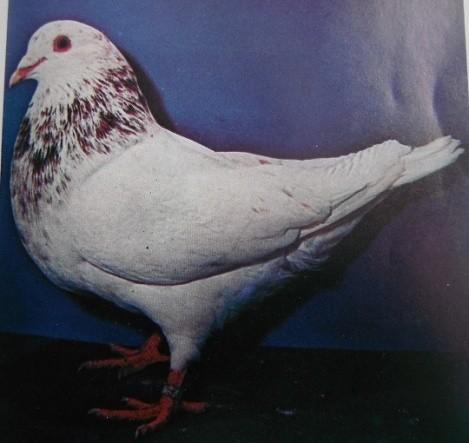 Repeated selection can create an orange eyed white that has no red or black flecking and appears as a pure white bird, but in reality some pigment is evident if only in the eyes.