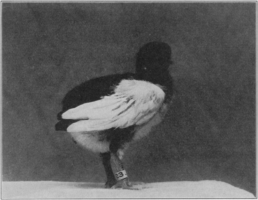 VOL. 24, 1938 ZOOLOG Y: WILLIER AND RA WLES 447 and White Silkie bantam breeds have been tested. Both skin ectoderm to which some mesenchyme adheres and pure limb bud mesoderm were used as implants.