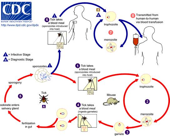 Definitive Host- Deer Tick (Ixodes scapularis), Accidental Host is Humans (Dead end host) Life cycle The above figure shows the life cycle of Babesia microti in a rodent (the whitefooted mouse), tick