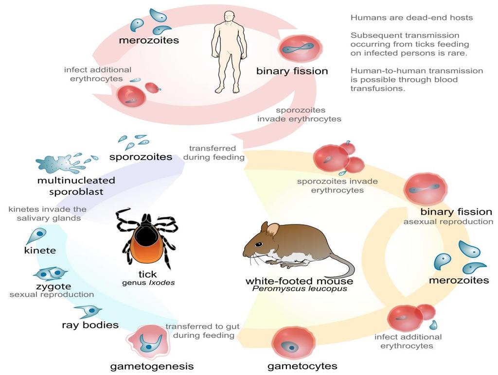 Babesiosis infection, is caused in the United States by Babesia microti.