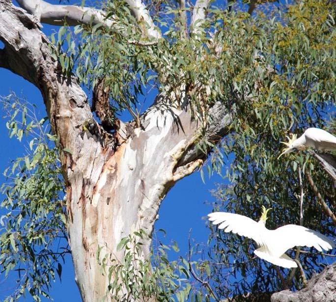GBC Breeding Activity 2015 has been a productive year for the reporting and monitoring of Glossy Black-Cockatoo nest sites, with multiple sites now being monitored on the Moreton Bay islands and in