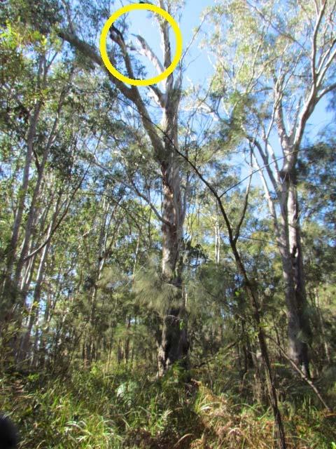 hollows that are typically found only in very large, old eucalypt trees, a resource that may be critically limiting in many landscapes.