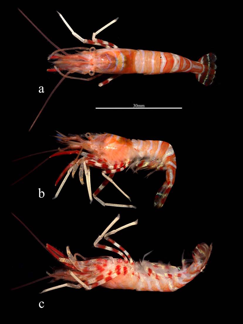 Second record in the type locality and redescription of rare caridean shrimp Lebbeus uschakovi 43 Fig. 5.