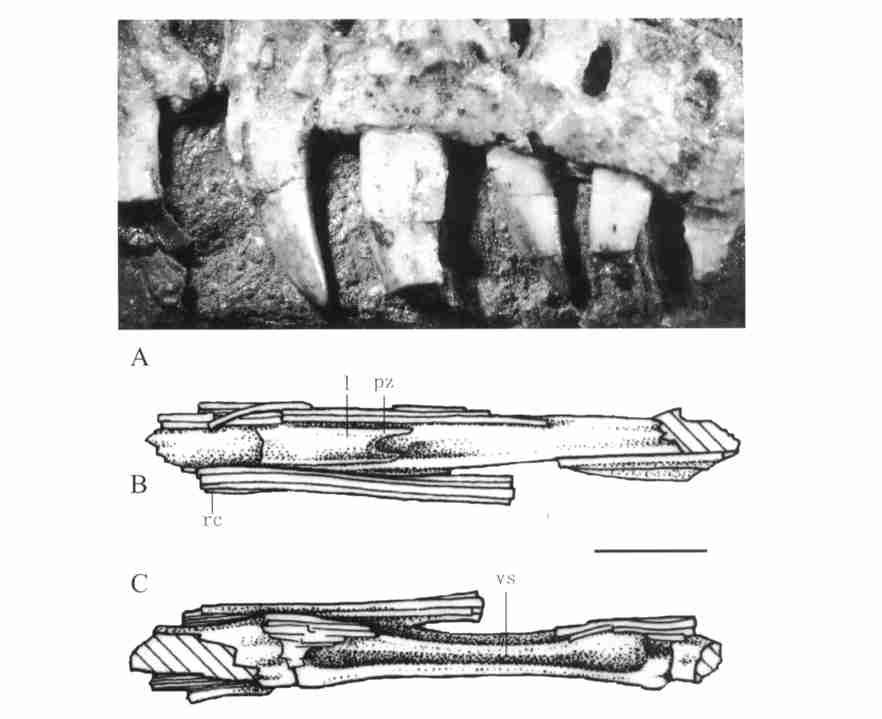 2 : 113 jing), a fragmentary maxilla with some teeth, a few caudals, almost complete forelimbs, and partial hindlimbs. 1 ( ) ( IVPP V 13474), = 1 cm Fig. 1 Holotype of Graciliraptor lujiatunensis gen.