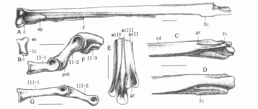 2 : 115 gated as the anterior process. An almost complete right forelimb and a partial left forelimb were preserved on the holotype, including some carpal elements ( Fig. 2).