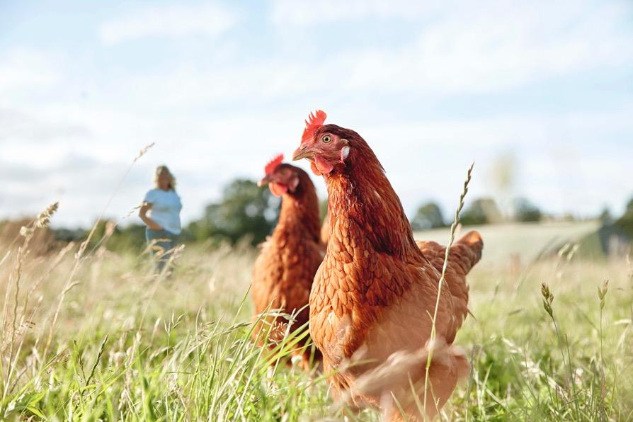 Waitrose Animal welfare at Waitrose JULY 2018 Welfare outcomes and Key Performance Indicators (KPI s) for Waitrose supply chains Key Performance Indicators are monitored regularly within all supply